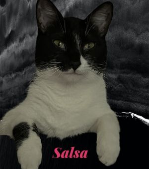 Salsa Tuxedo Cat