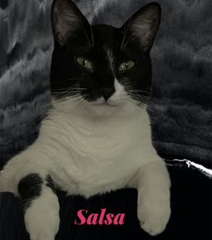 Salsa Tuxedo Cat