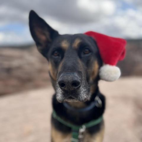 Pharaoh, an adoptable German Shepherd Dog in Kanab, UT, 84741 | Photo Image 1