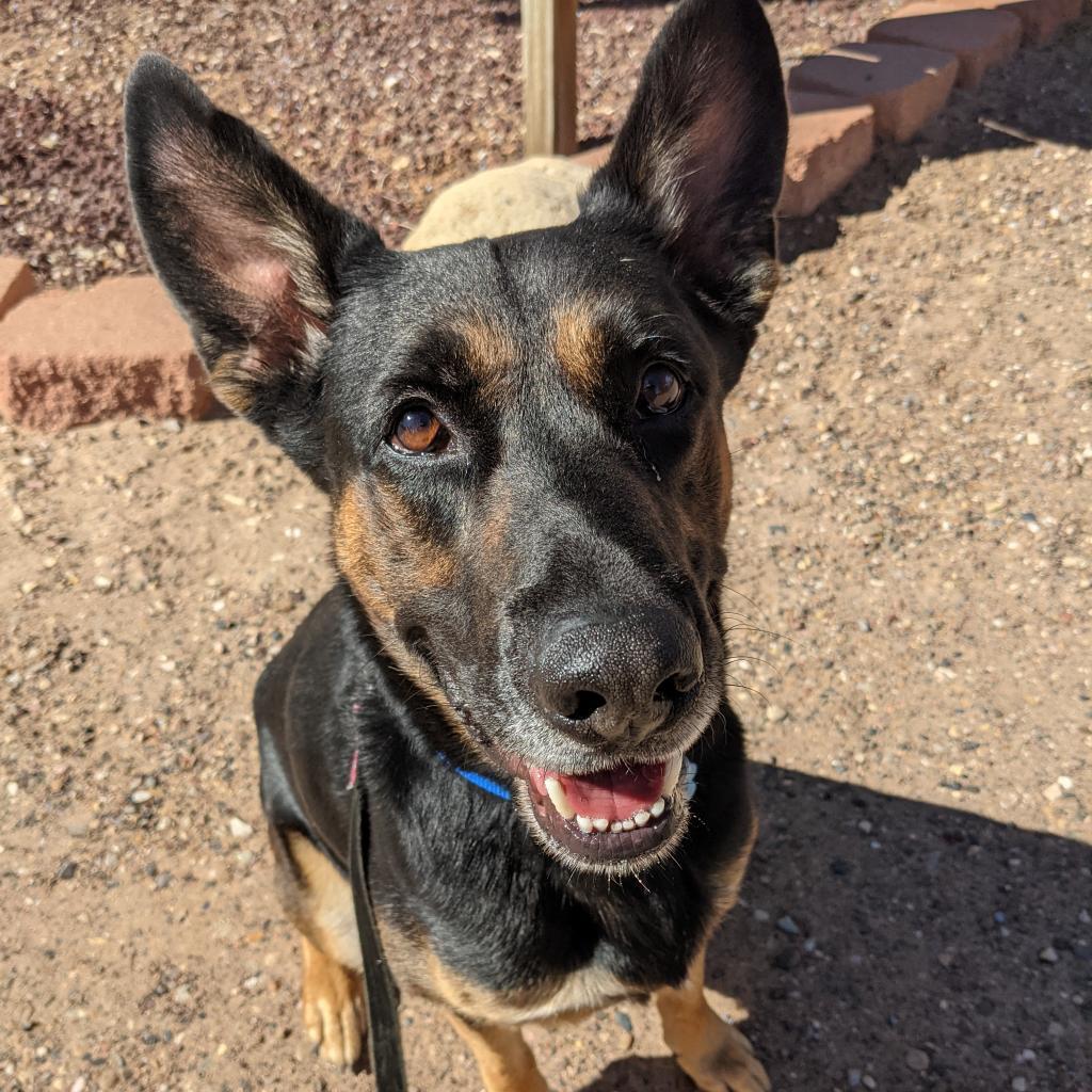 Pharaoh, an adoptable German Shepherd Dog in Kanab, UT, 84741 | Photo Image 1