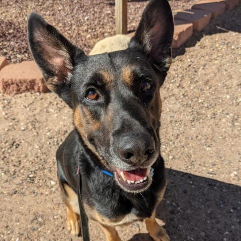 Pharaoh, an adoptable German Shepherd Dog in Kanab, UT, 84741 | Photo Image 2