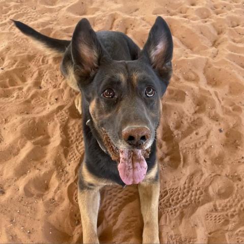 Pharaoh, an adoptable German Shepherd Dog in Kanab, UT, 84741 | Photo Image 3