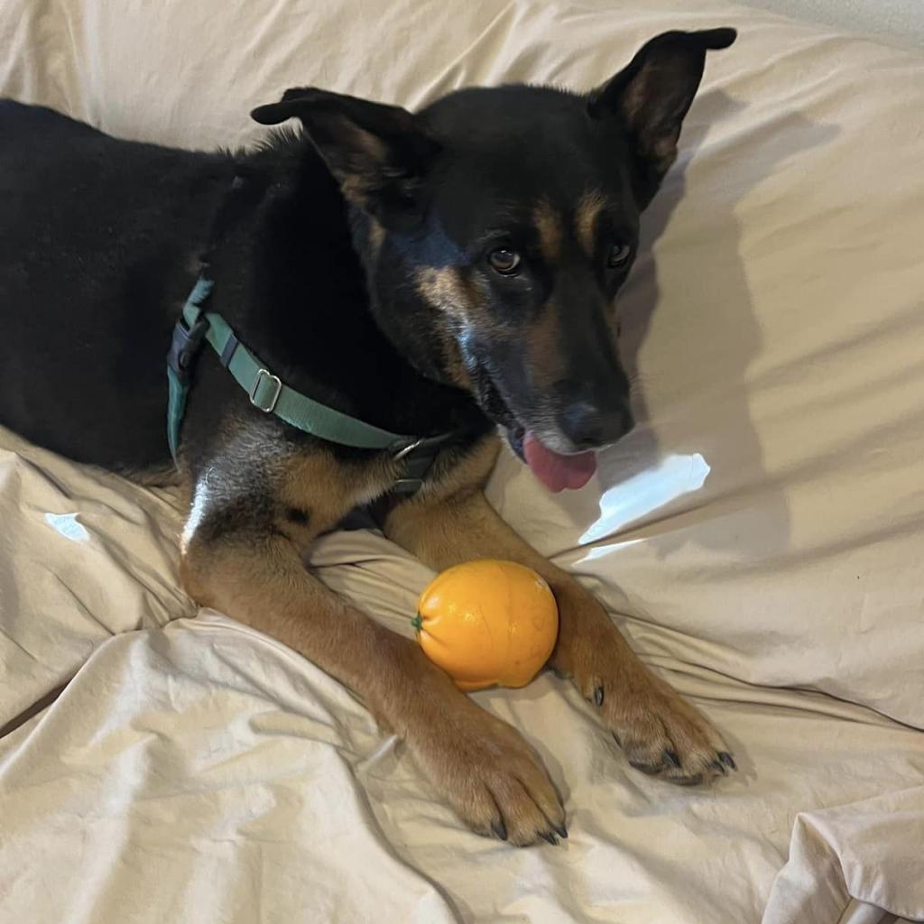 Pharaoh, an adoptable German Shepherd Dog in Kanab, UT, 84741 | Photo Image 3