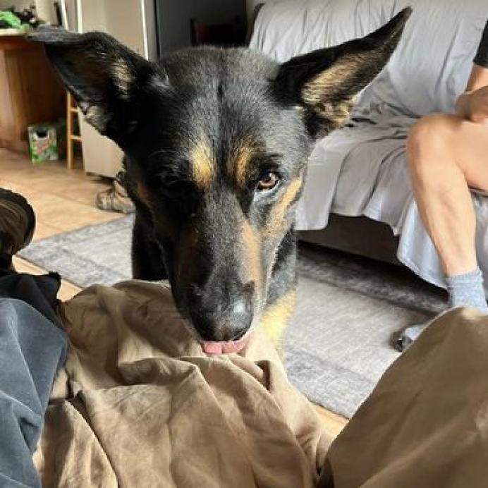 Pharaoh, an adoptable German Shepherd Dog in Kanab, UT, 84741 | Photo Image 3