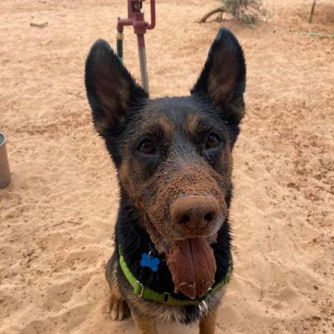 Pharaoh, an adoptable German Shepherd Dog in Kanab, UT, 84741 | Photo Image 4