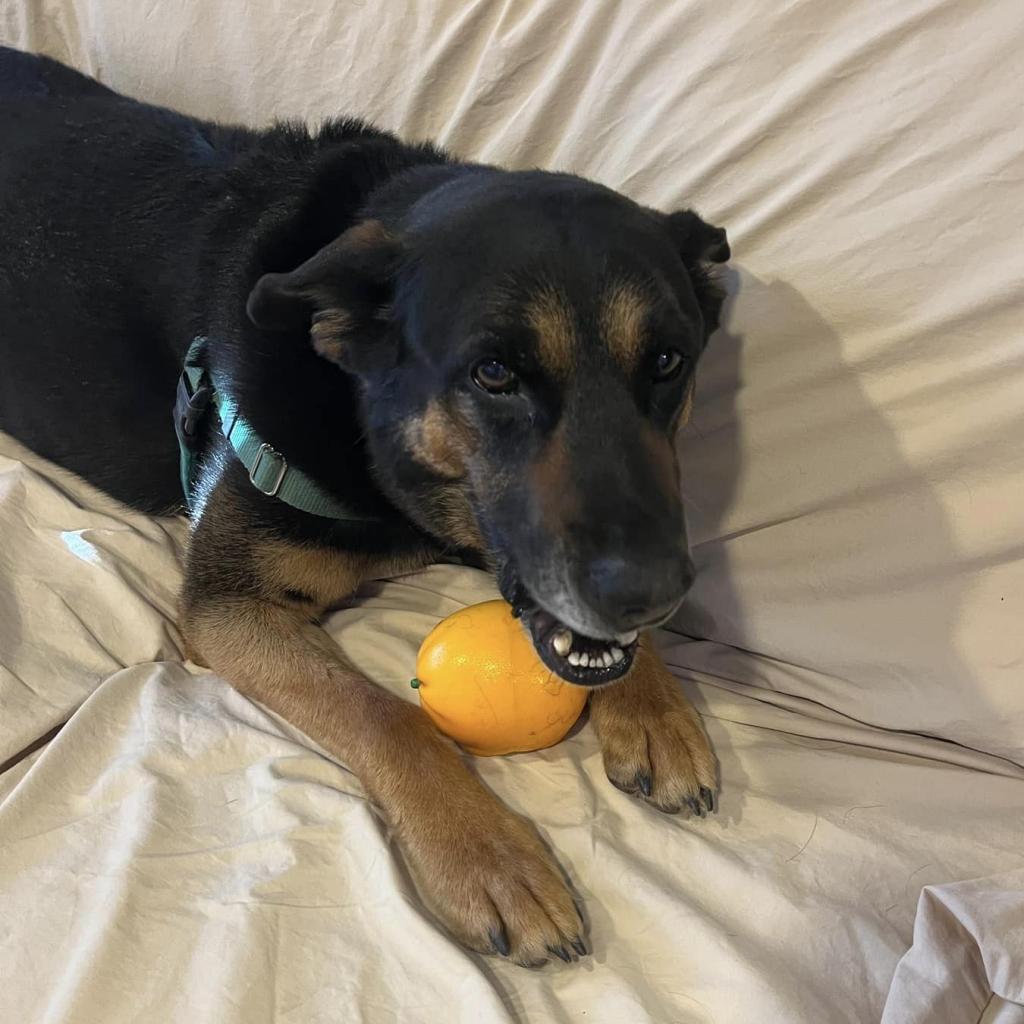 Pharaoh, an adoptable German Shepherd Dog in Kanab, UT, 84741 | Photo Image 4