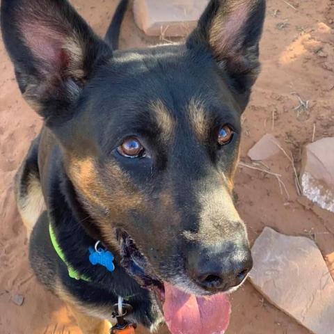 Pharaoh, an adoptable German Shepherd Dog in Kanab, UT, 84741 | Photo Image 5