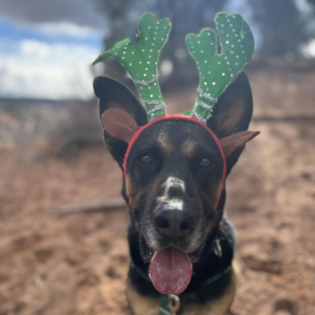 Pharaoh, an adoptable German Shepherd Dog in Kanab, UT, 84741 | Photo Image 5