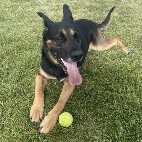 Pharaoh, an adoptable German Shepherd Dog in Kanab, UT, 84741 | Photo Image 6