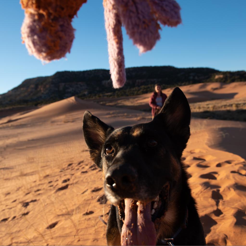 Pharaoh, an adoptable German Shepherd Dog in Kanab, UT, 84741 | Photo Image 6