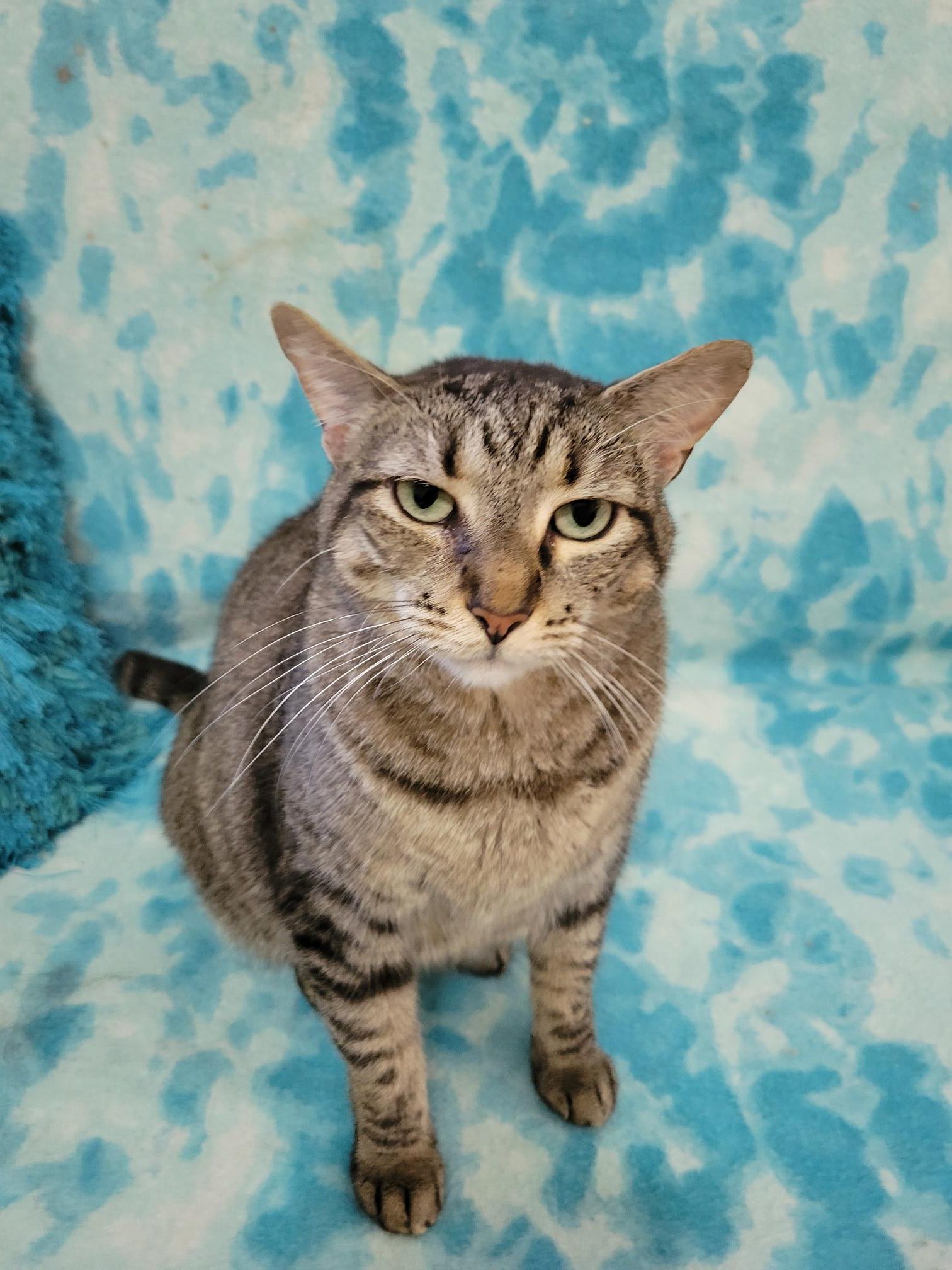 KIONA, an adoptable Domestic Short Hair in Powder Springs, GA, 30127 | Photo Image 1