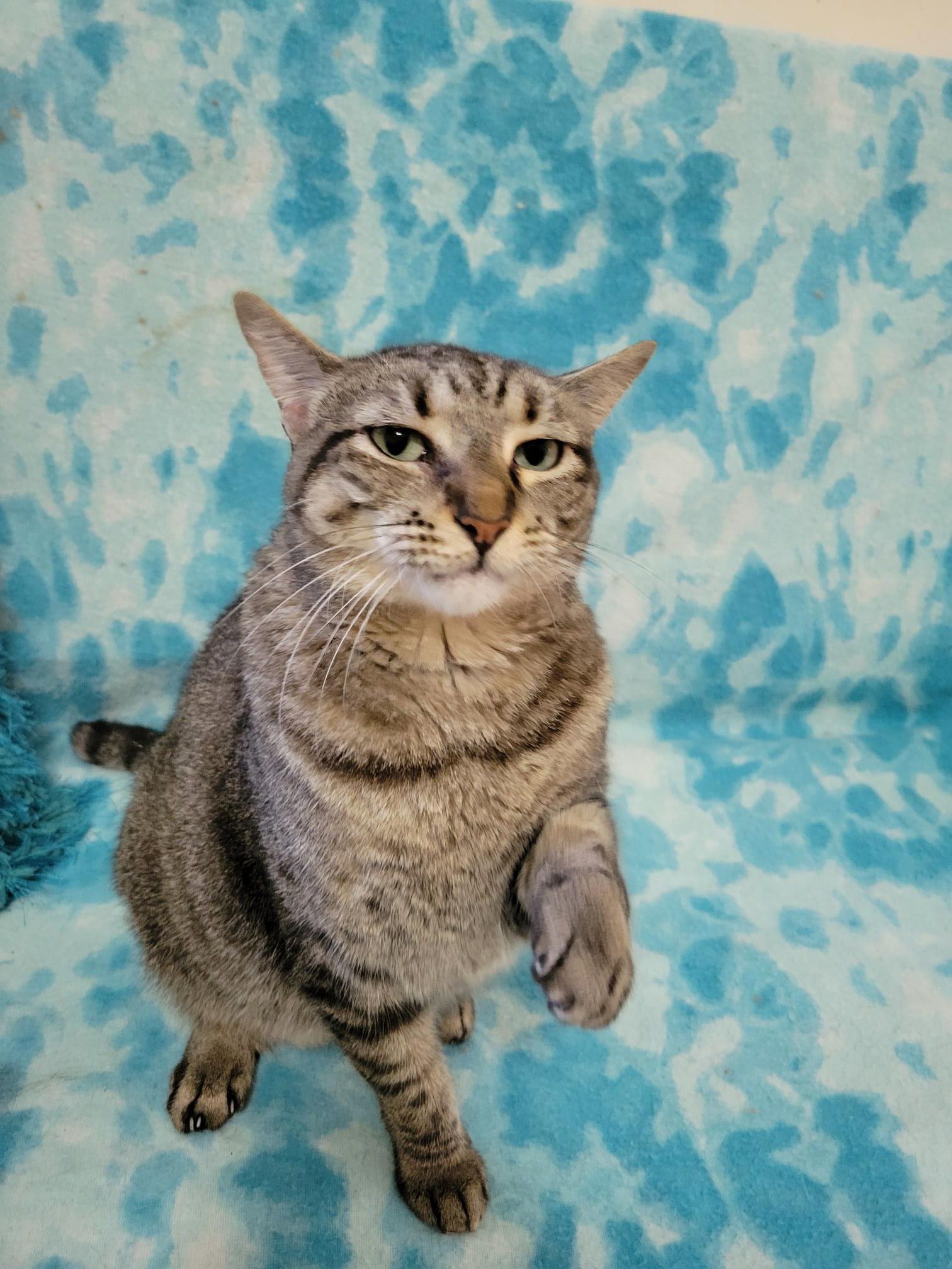 KIONA, an adoptable Domestic Short Hair in Powder Springs, GA, 30127 | Photo Image 2