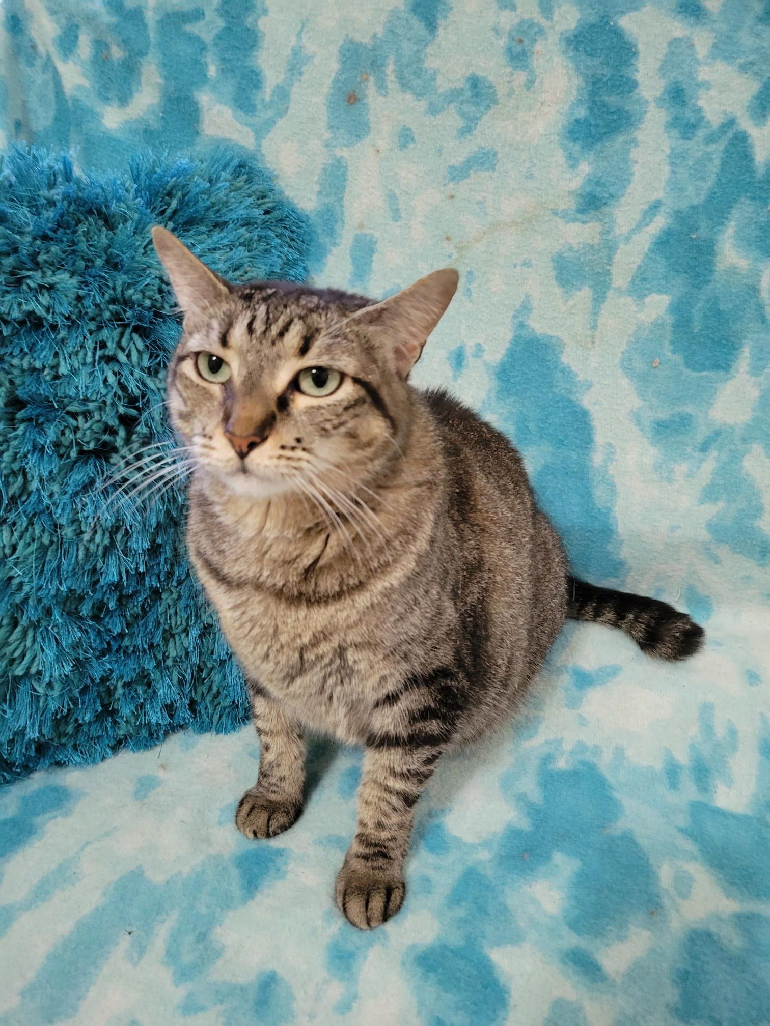 KIONA, an adoptable Domestic Short Hair in Powder Springs, GA, 30127 | Photo Image 3