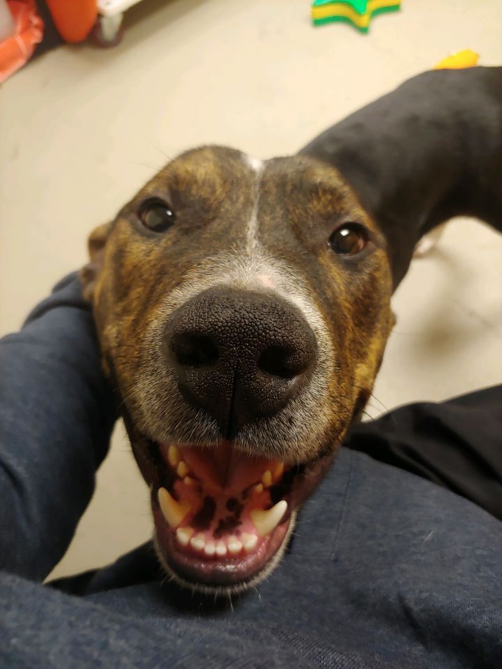 Roomba, an adopted Hound Mix in Bellingham, WA_image-2