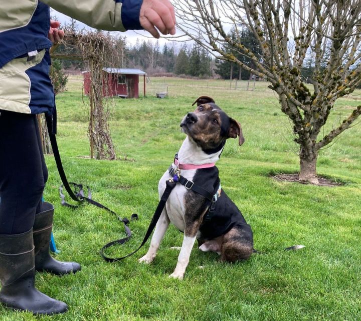 Roomba, an adoptable Hound Mix in Bellingham, WA_image-1
