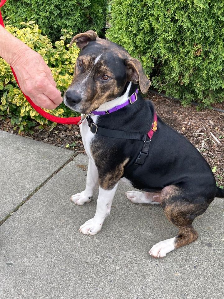 Roomba, an adoptable Hound Mix in Bellingham, WA_image-6