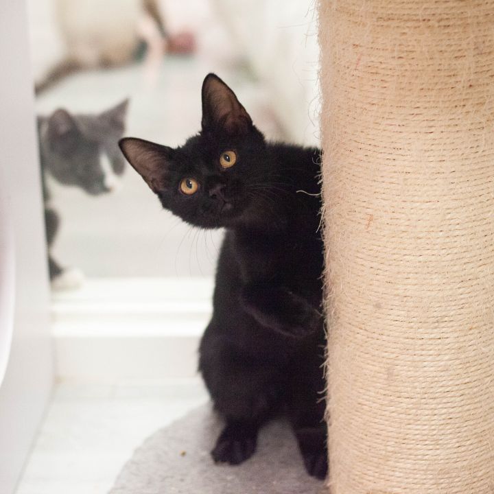 Hades, an adoptable Domestic Short Hair in St Augustine, FL_image-1