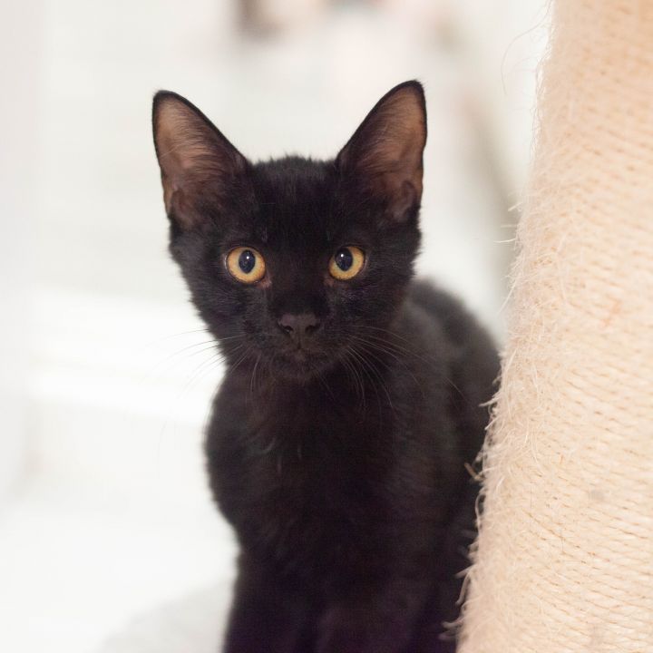 Hades, an adoptable Domestic Short Hair in St Augustine, FL_image-3