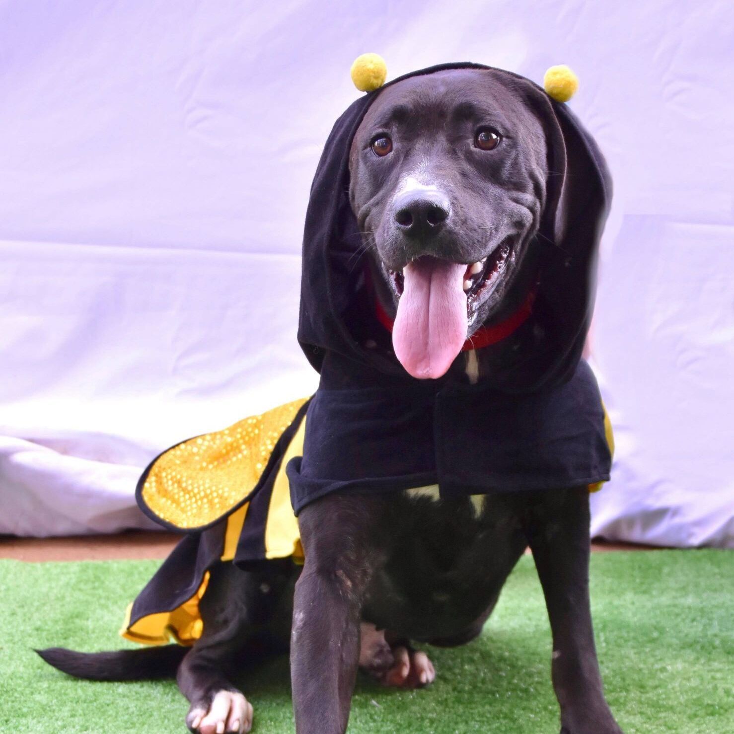 Snorlax, an adoptable Labrador Retriever in Enterprise, AL, 36330 | Photo Image 2
