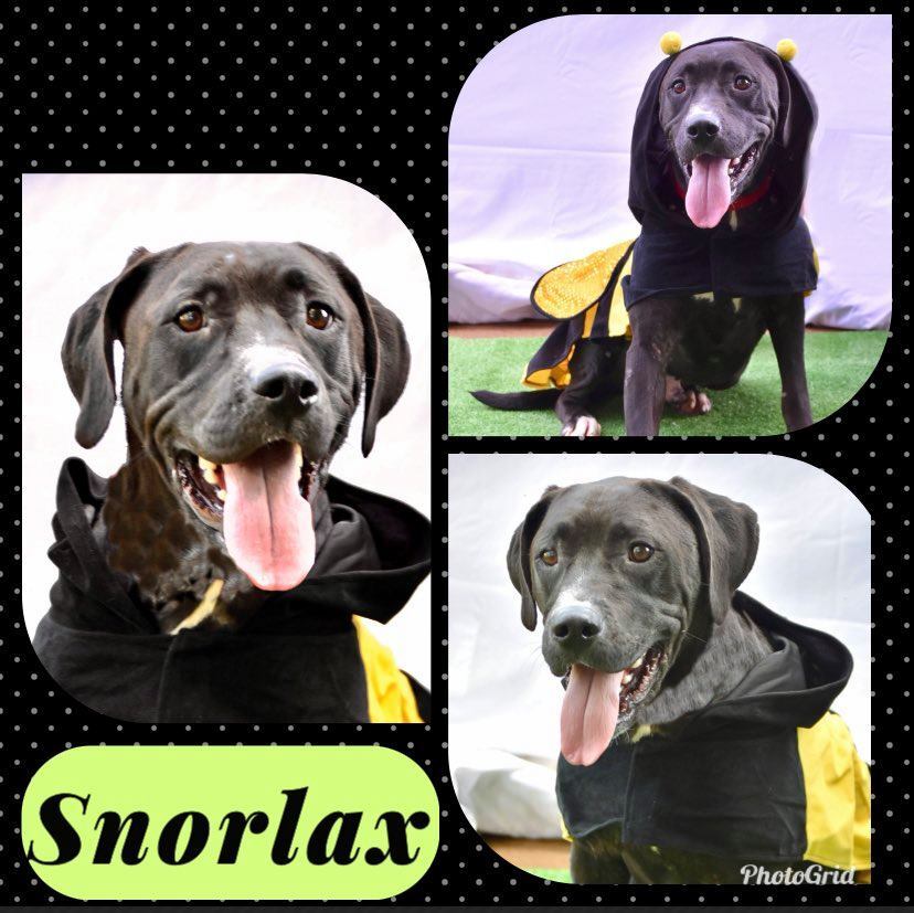 Snorlax, an adoptable Labrador Retriever in Enterprise, AL, 36330 | Photo Image 3