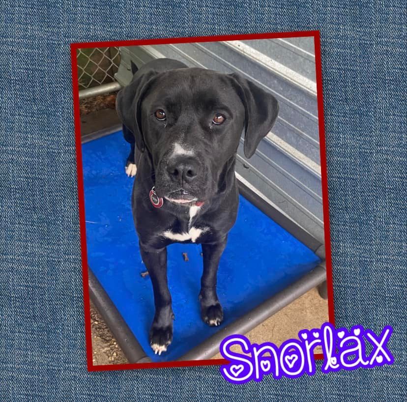 Snorlax, an adoptable Labrador Retriever in Enterprise, AL, 36330 | Photo Image 1