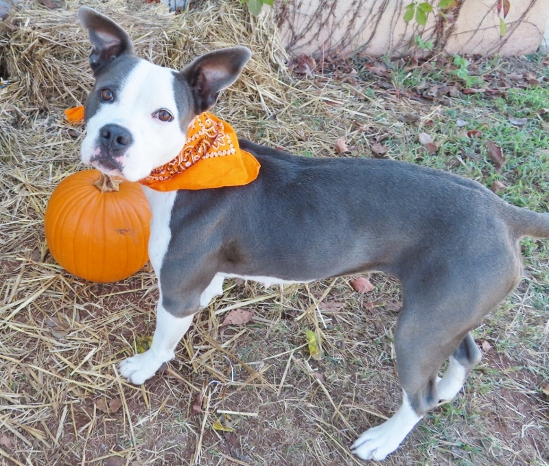 OREO 357659, an adoptable Pit Bull Terrier in Oklahoma City, OK, 73129 | Photo Image 1