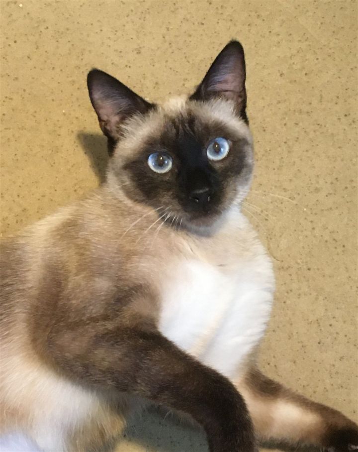 Francesca Talkative & Bossy Like A Siamese!! 1