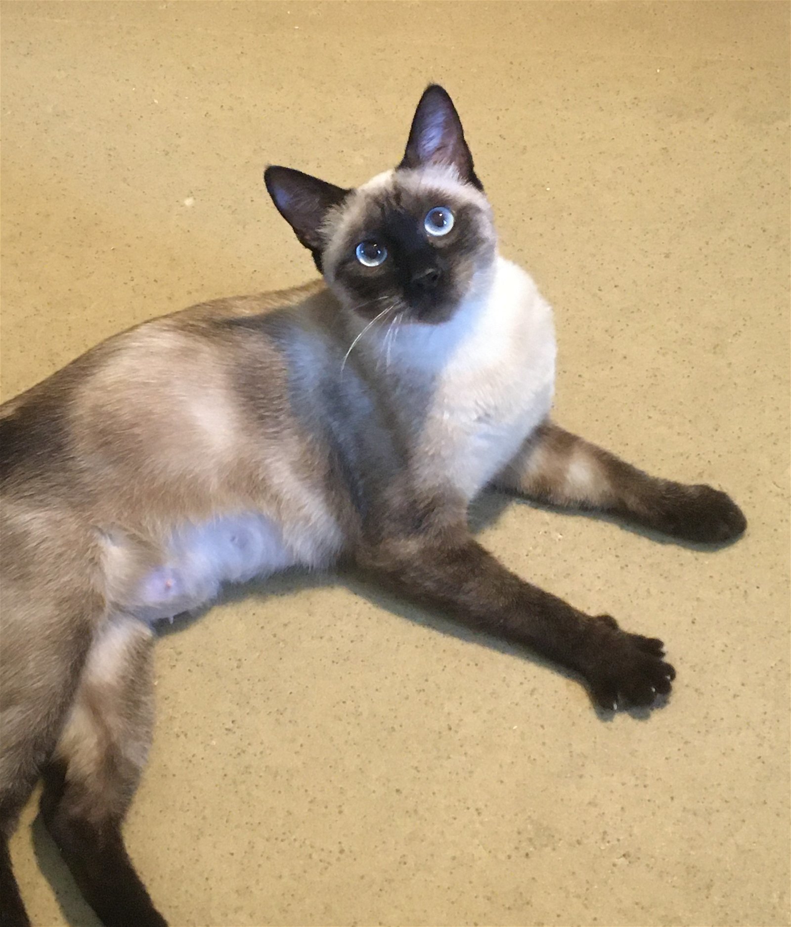 Francesca Talkative & Bossy Like A Siamese!!, an adoptable Siamese in Newport Beach, CA, 92658 | Photo Image 2