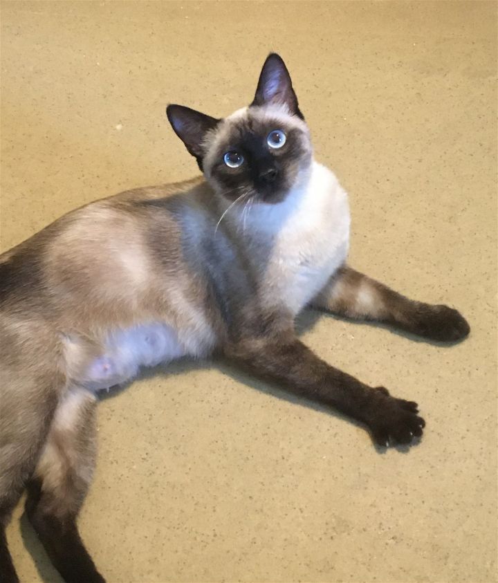 Francesca Talkative & Bossy Like A Siamese!! 2