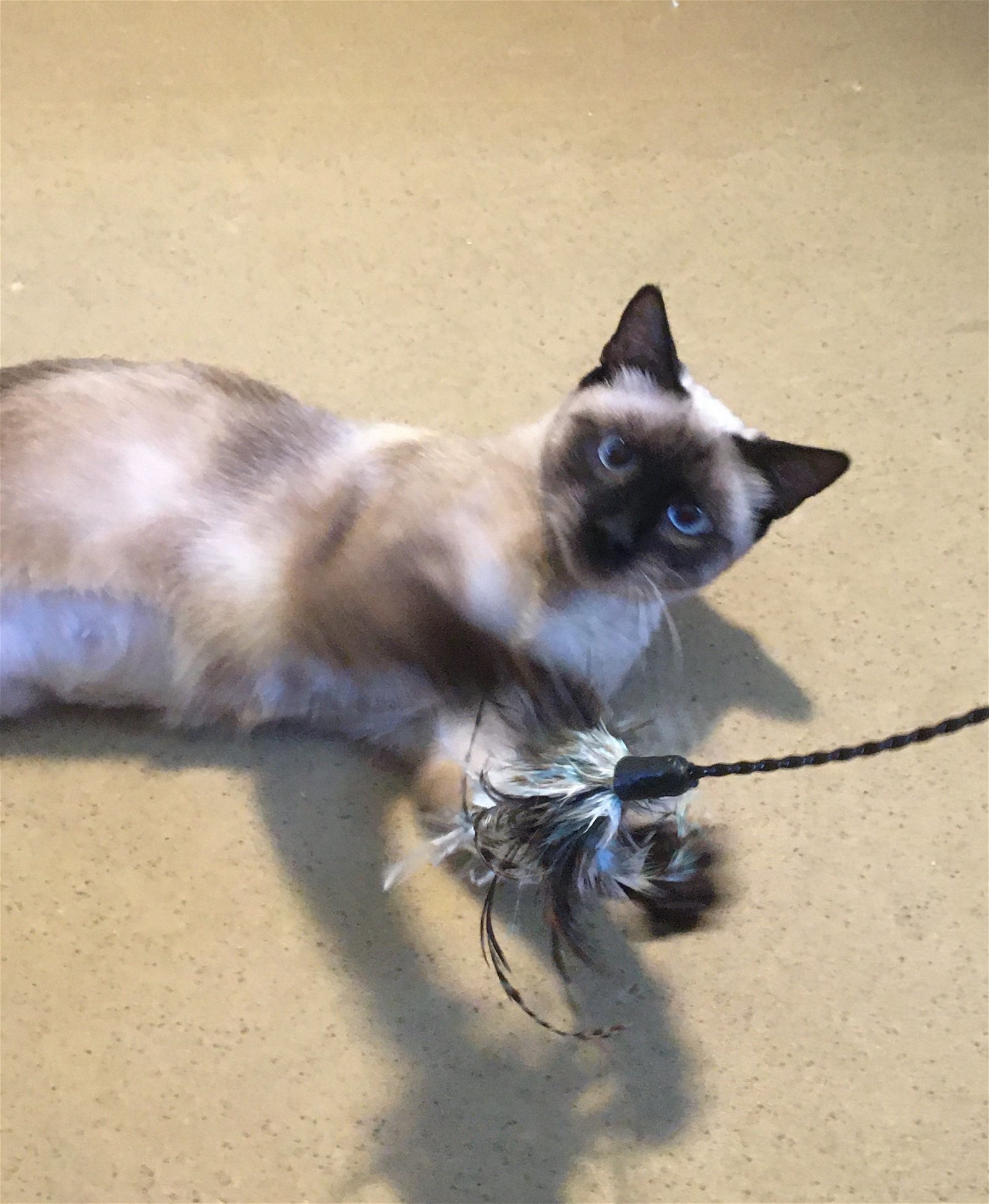 Francesca Talkative & Bossy Like A Siamese!!, an adoptable Siamese in Newport Beach, CA, 92658 | Photo Image 3