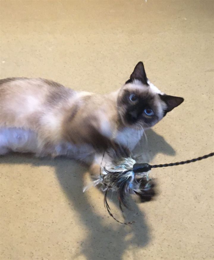 Francesca Talkative & Bossy Like A Siamese!! 3