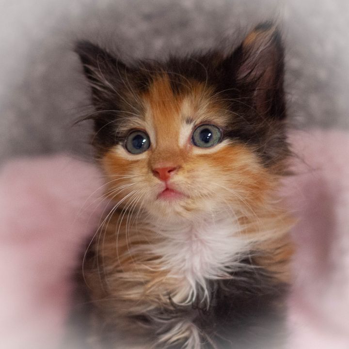 Indira, an adopted Calico in Ponte Vedra, FL_image-1