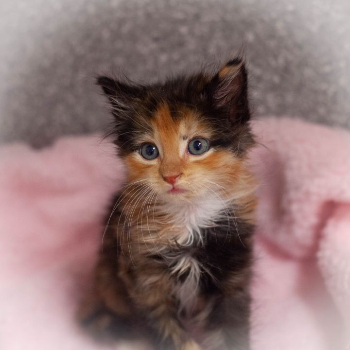 Indira, an adopted Calico in Ponte Vedra, FL_image-4
