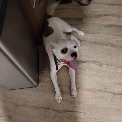 Peanut, an adoptable American Bulldog in Chattanooga, TN, 37421 | Photo Image 4