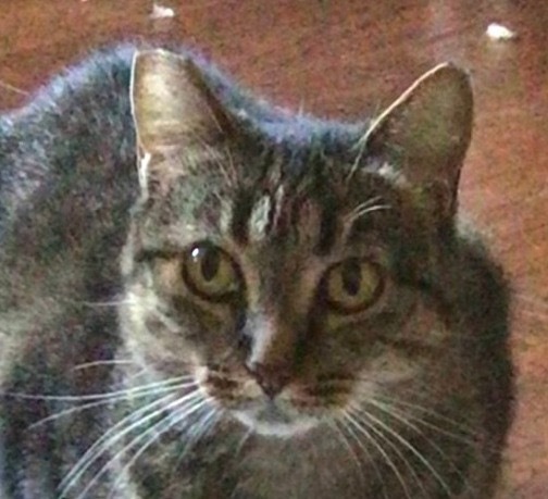 Tigra, an adoptable Domestic Short Hair in Lake Forest, CA, 92630 | Photo Image 1