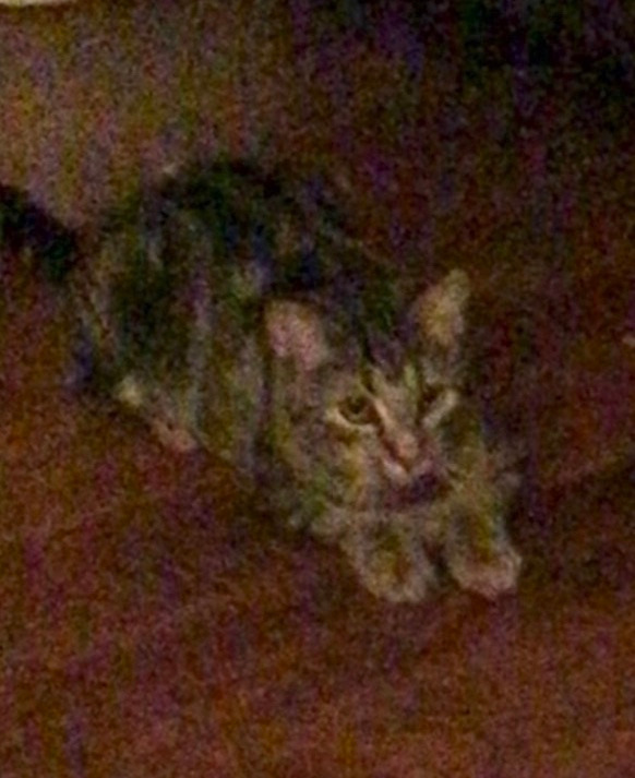 Tigra 6