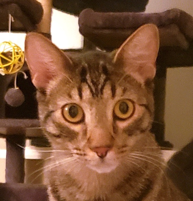Charm