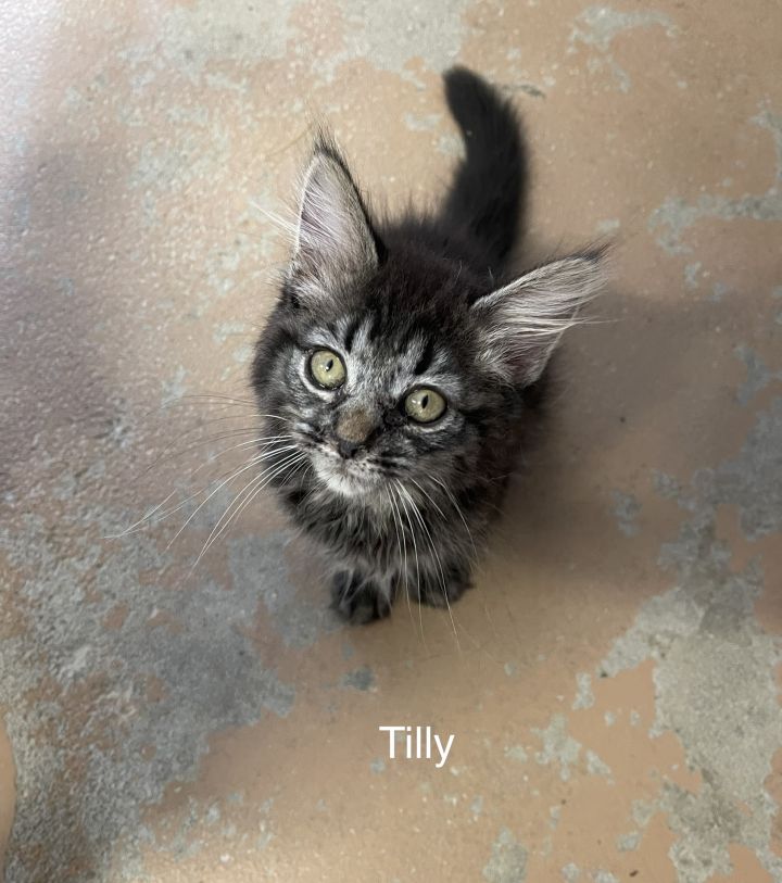 Tilly 3