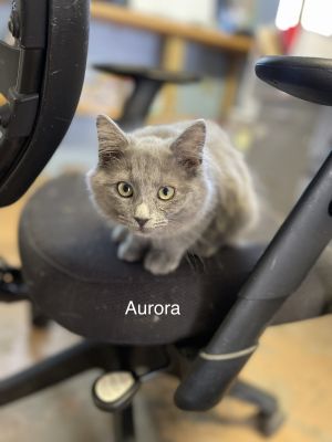 Aurora 