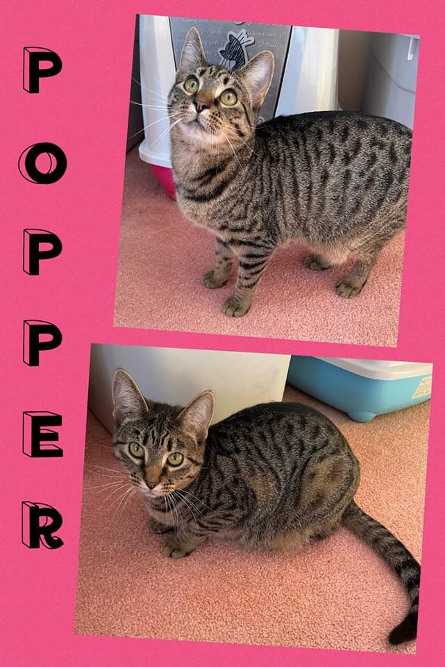 Popper, an adoptable Tabby in Fairmont, WV, 26554 | Photo Image 1