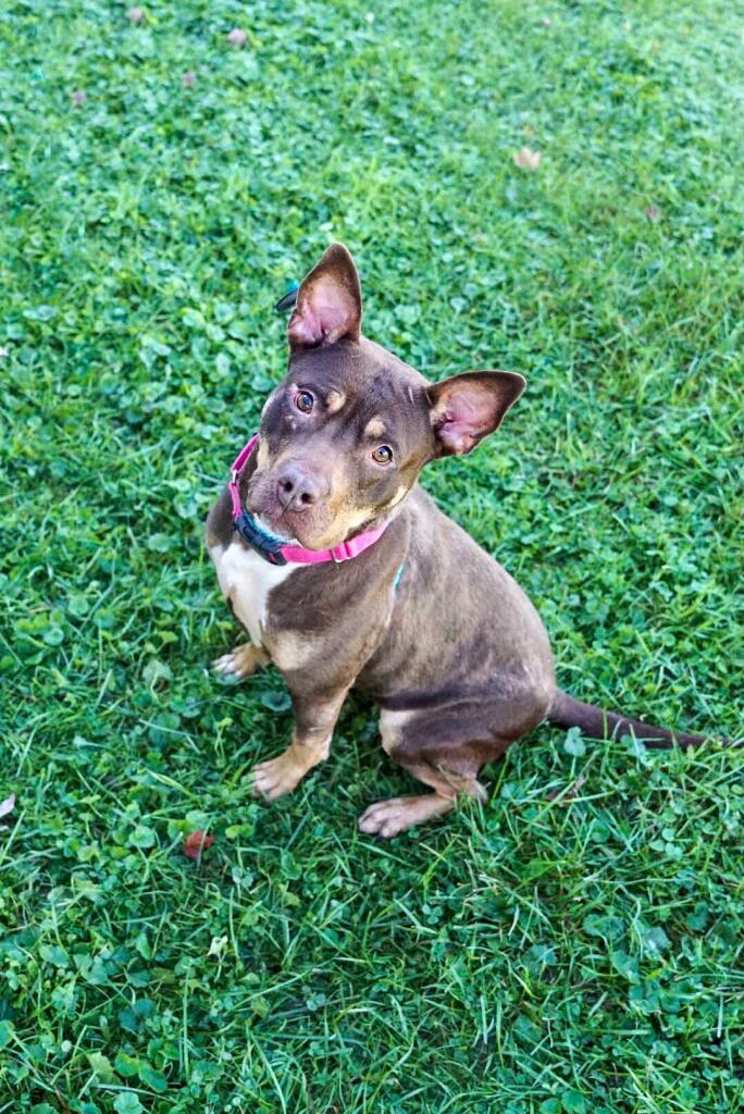 Kiki, an adoptable Mixed Breed in Youngstown, OH, 44512 | Photo Image 3
