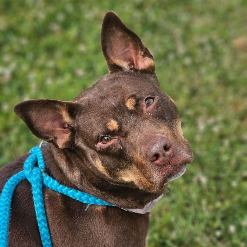 Kiki, an adoptable Mixed Breed in Youngstown, OH, 44512 | Photo Image 1