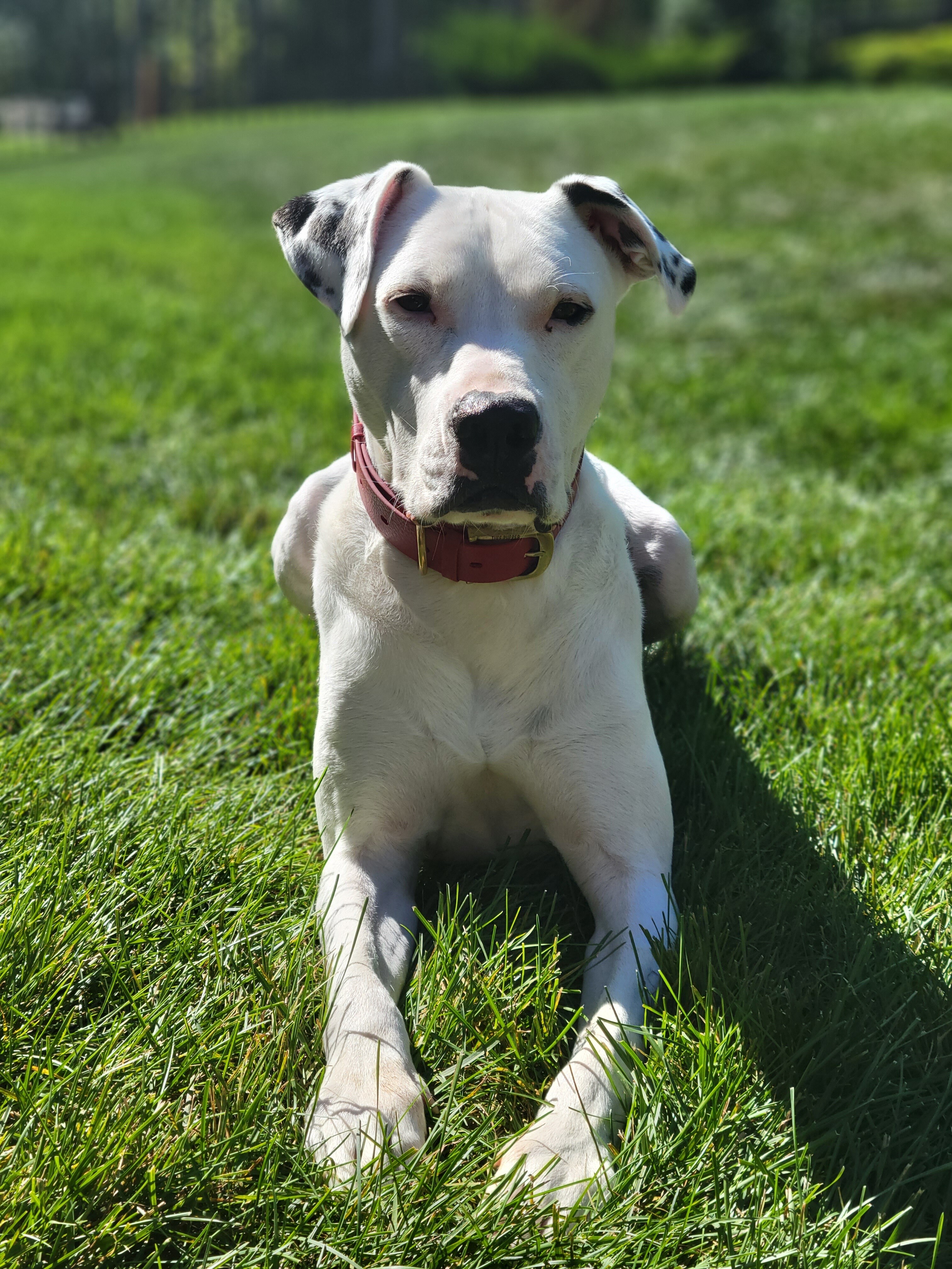 HAWK, an adoptable Pointer, Pit Bull Terrier in Glenview, IL, 60026 | Photo Image 1