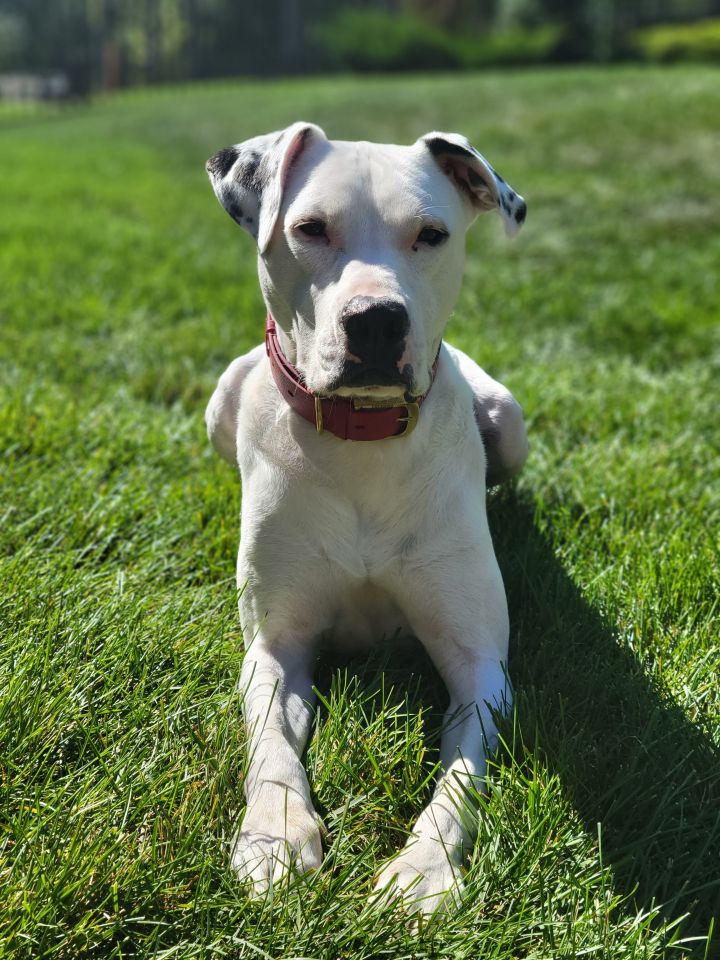 Pointer 2024 terrier mix