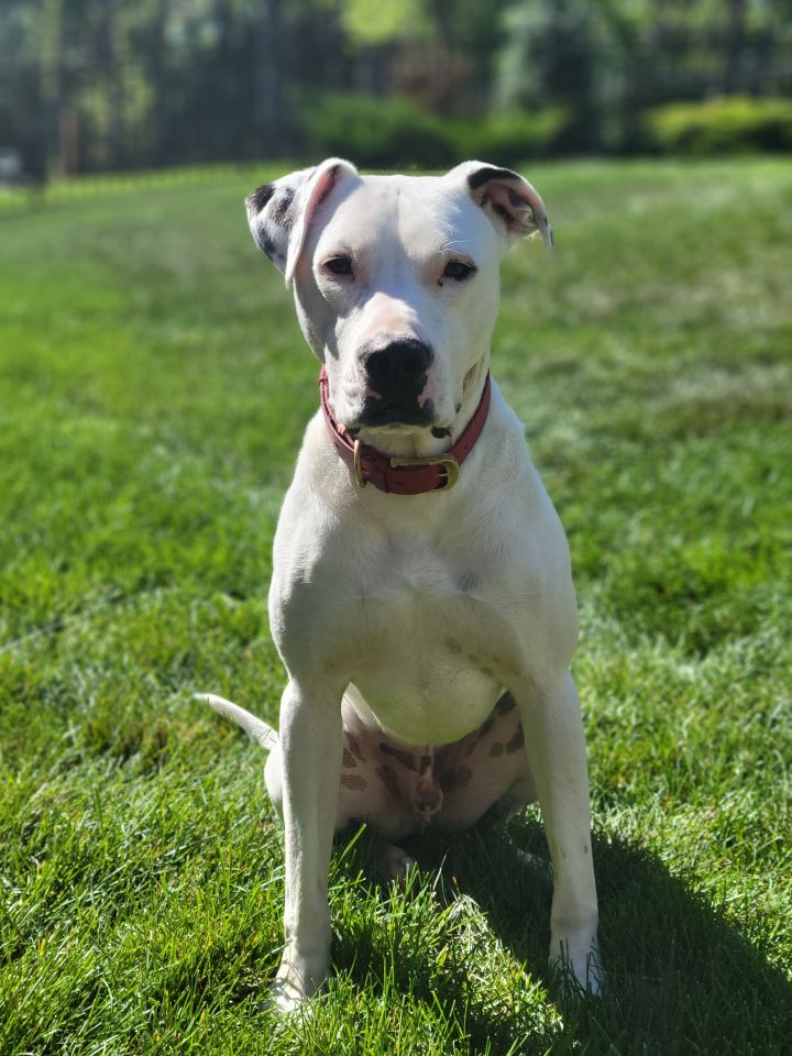 pointer terrier mix dog