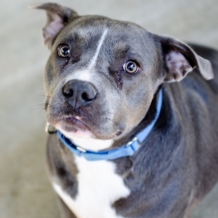 Jade, an adoptable Pit Bull Terrier Mix in Spencer, IN_image-3