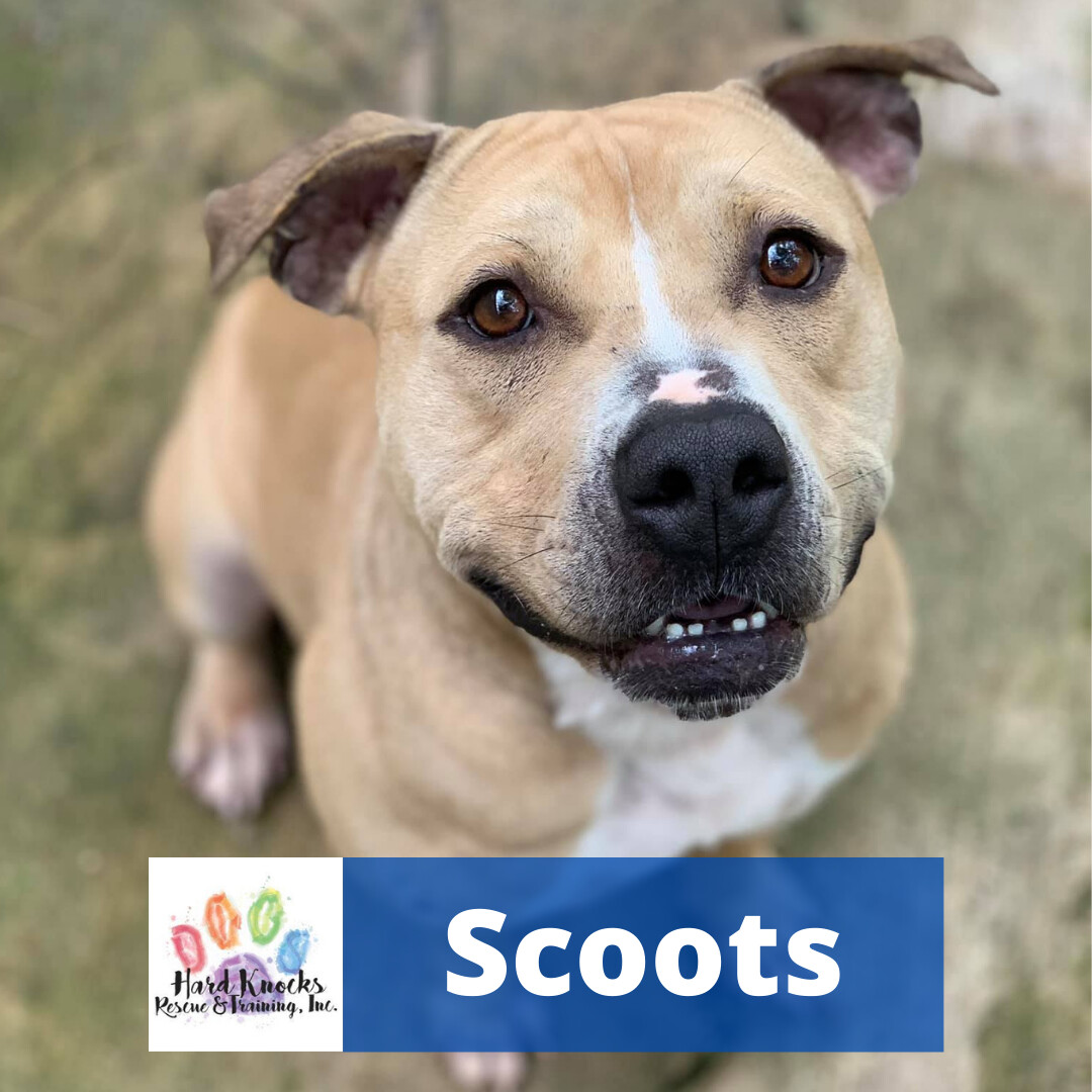 Scoots, an adoptable Pit Bull Terrier in Huntsville, AL, 35805 | Photo Image 1