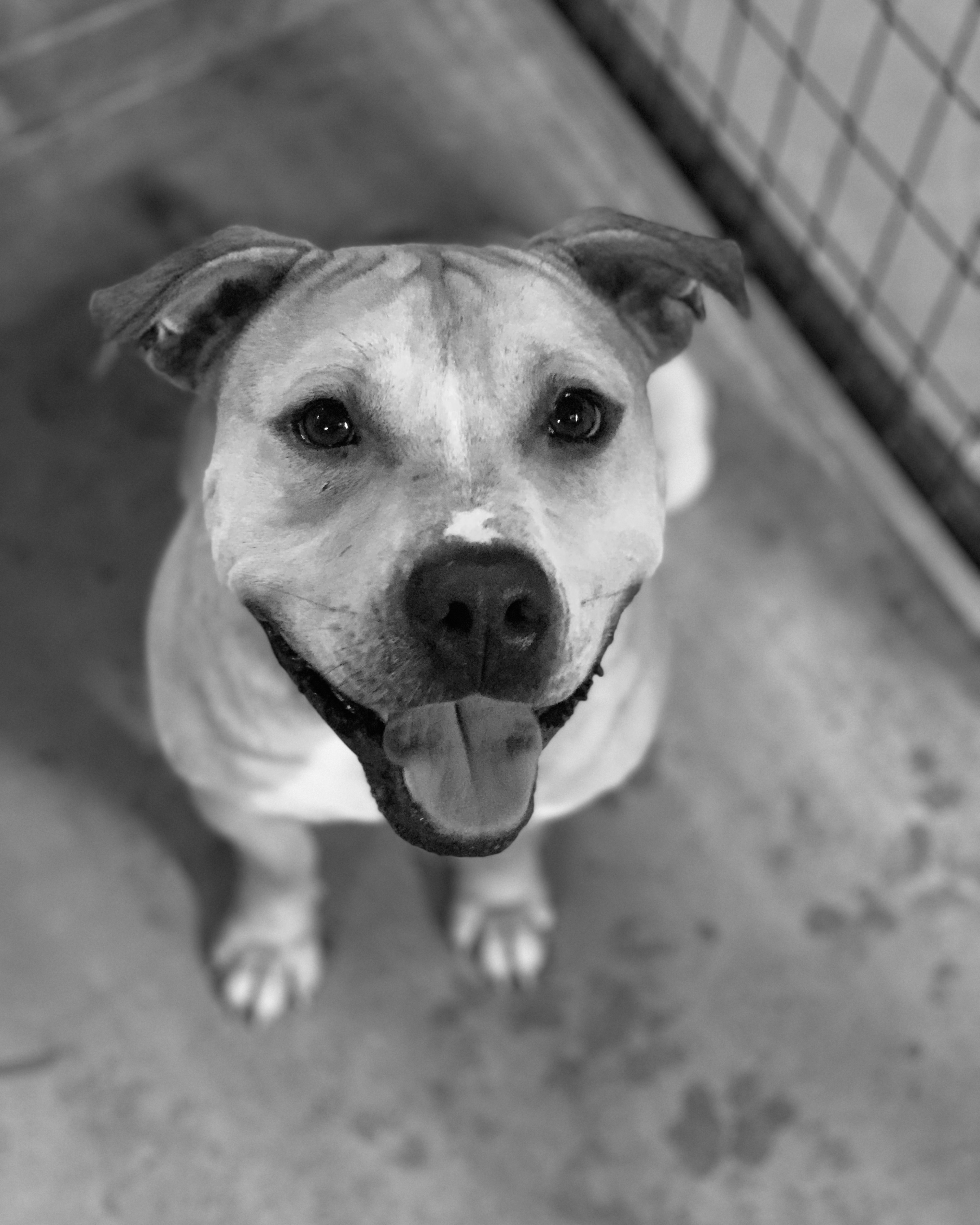 Scoots, an adoptable Pit Bull Terrier in Huntsville, AL, 35805 | Photo Image 2