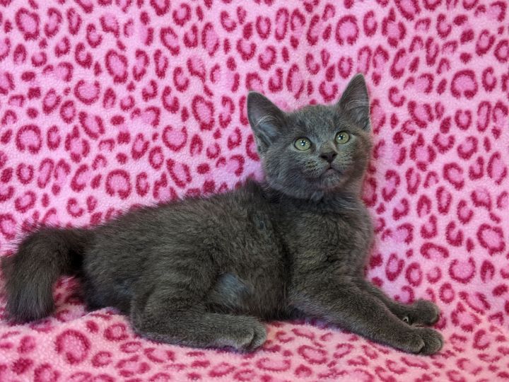 Lazurite, an adopted Domestic Short Hair in Onalaska, WI_image-4