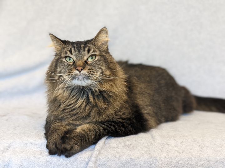 Lionel, an adopted Domestic Long Hair & Tiger Mix in Onalaska, WI_image-3
